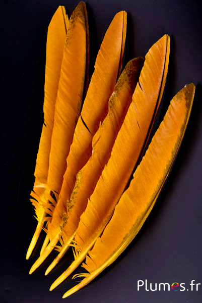 Paon bleu - 35-42 cm - jaune-brun